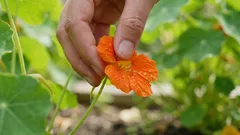 Diese Blume aus dem Garten ist essbar – und wirklich lecker.