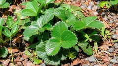 Wie man Erdbeerpflanzen ohne Umpflanzen und mit fast 100 % Erfolgsquote vermehrt